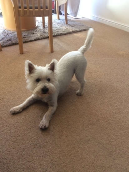 Meet Douglas the handsome west highland white terrier
