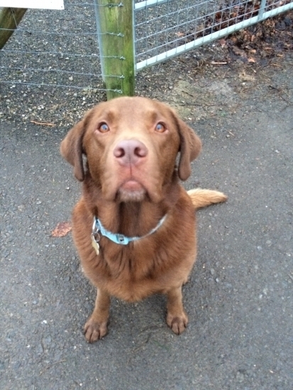 Casey is a reliable and trust worthy dog walker who I highly recommend Best dog walker throughout South Wales You know your best friend will be looked after and well cared for