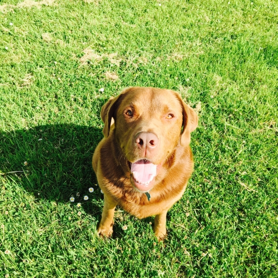 Milo enjoying the sunshine