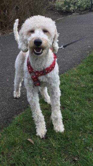 Meet Mollie the beautiful labradoodle