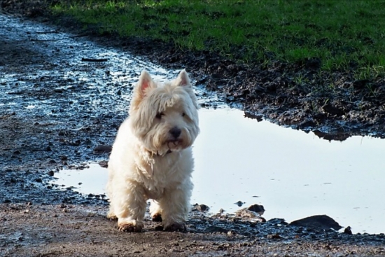 Look Iacute;ve Found Another Muddy Puddle