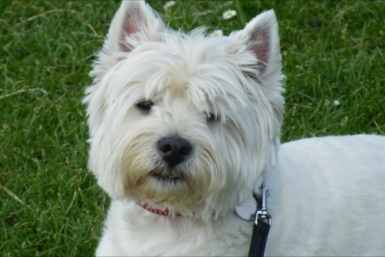 Beautiful you can see why acute;Westiesacute; won Crufts this year with such adorable faces