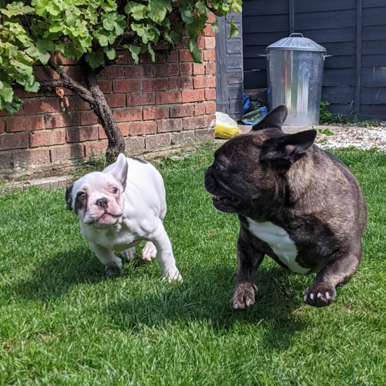 We have used Walkies of Aylesbury for the last 5 years. Adele is such a lovely lady, she works with us to make sure our Frenchie is well cared for, she always adapts depending on the temperature (fenchie thing)and is happy to just do a wee visit and quick garden play when it´s too hot. We know